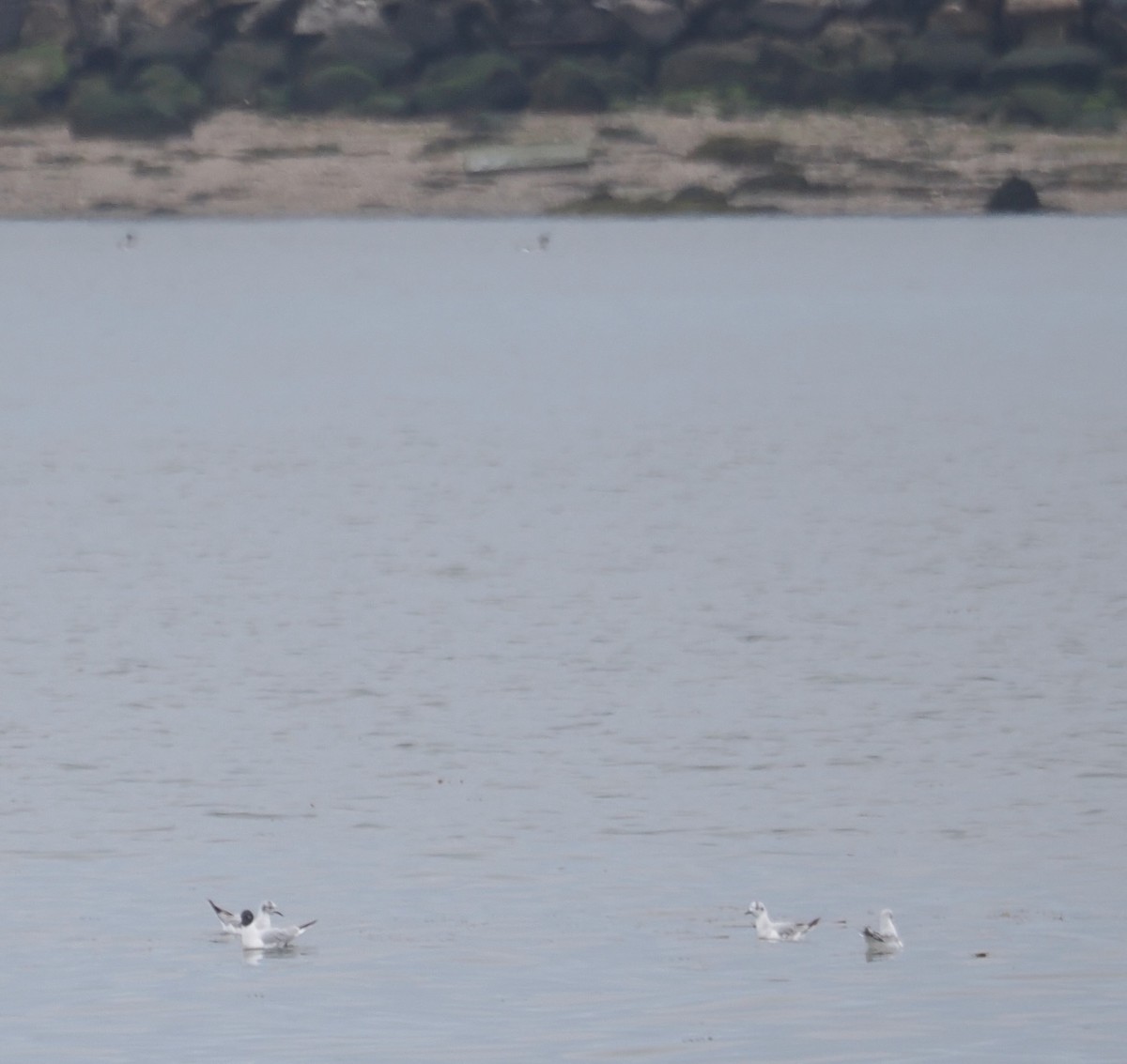 Bonaparte's Gull - ML635184024
