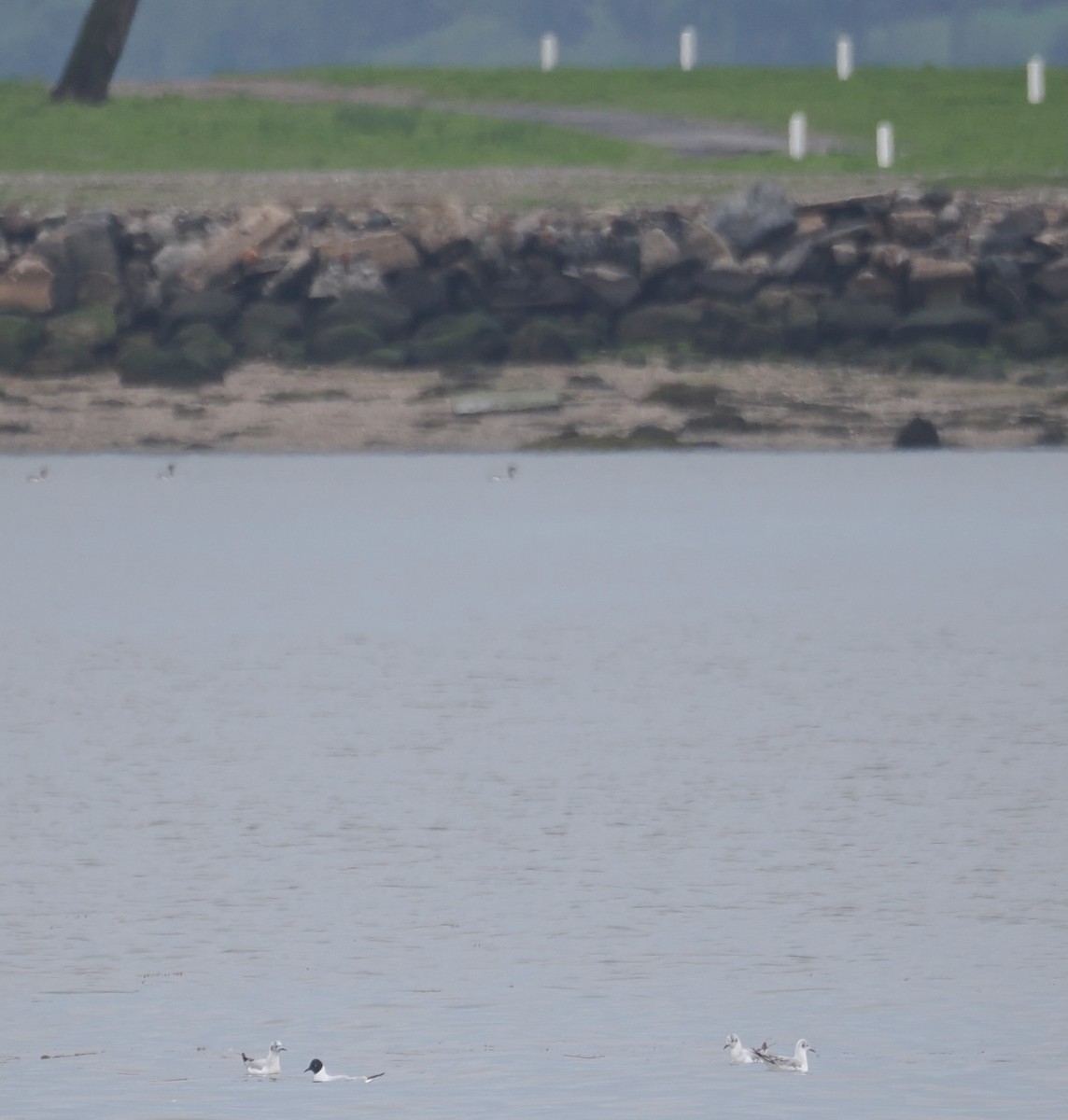 Bonaparte's Gull - ML635184025