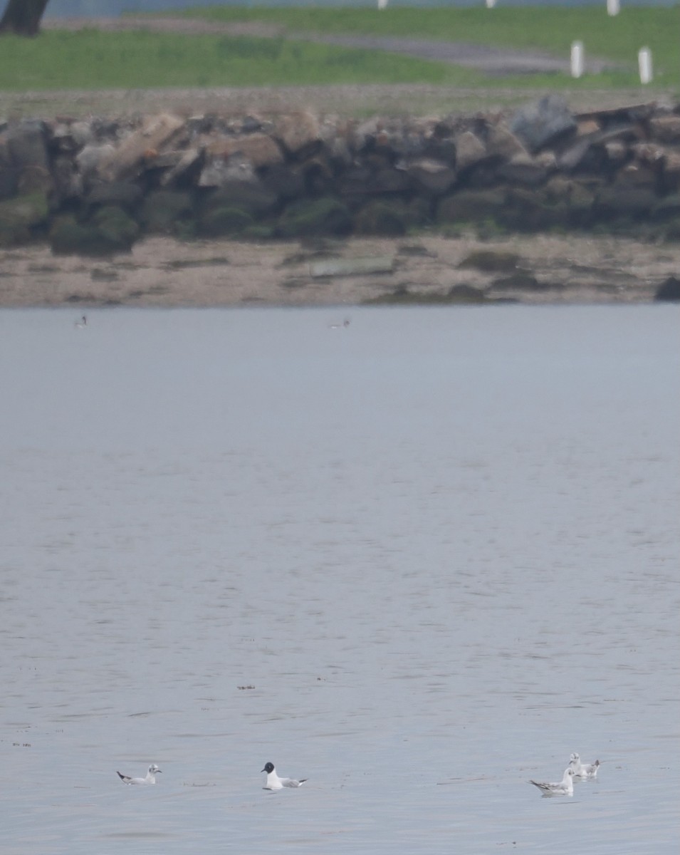Bonaparte's Gull - ML635184026