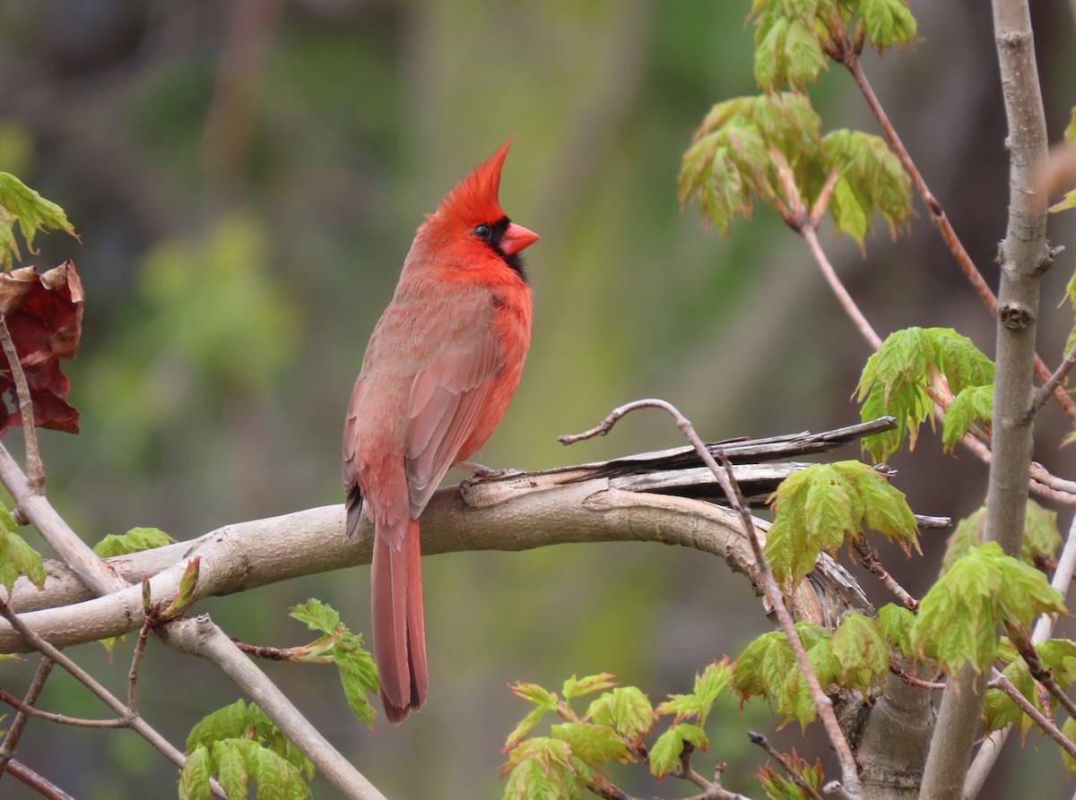 Northern Cardinal - ML635184190