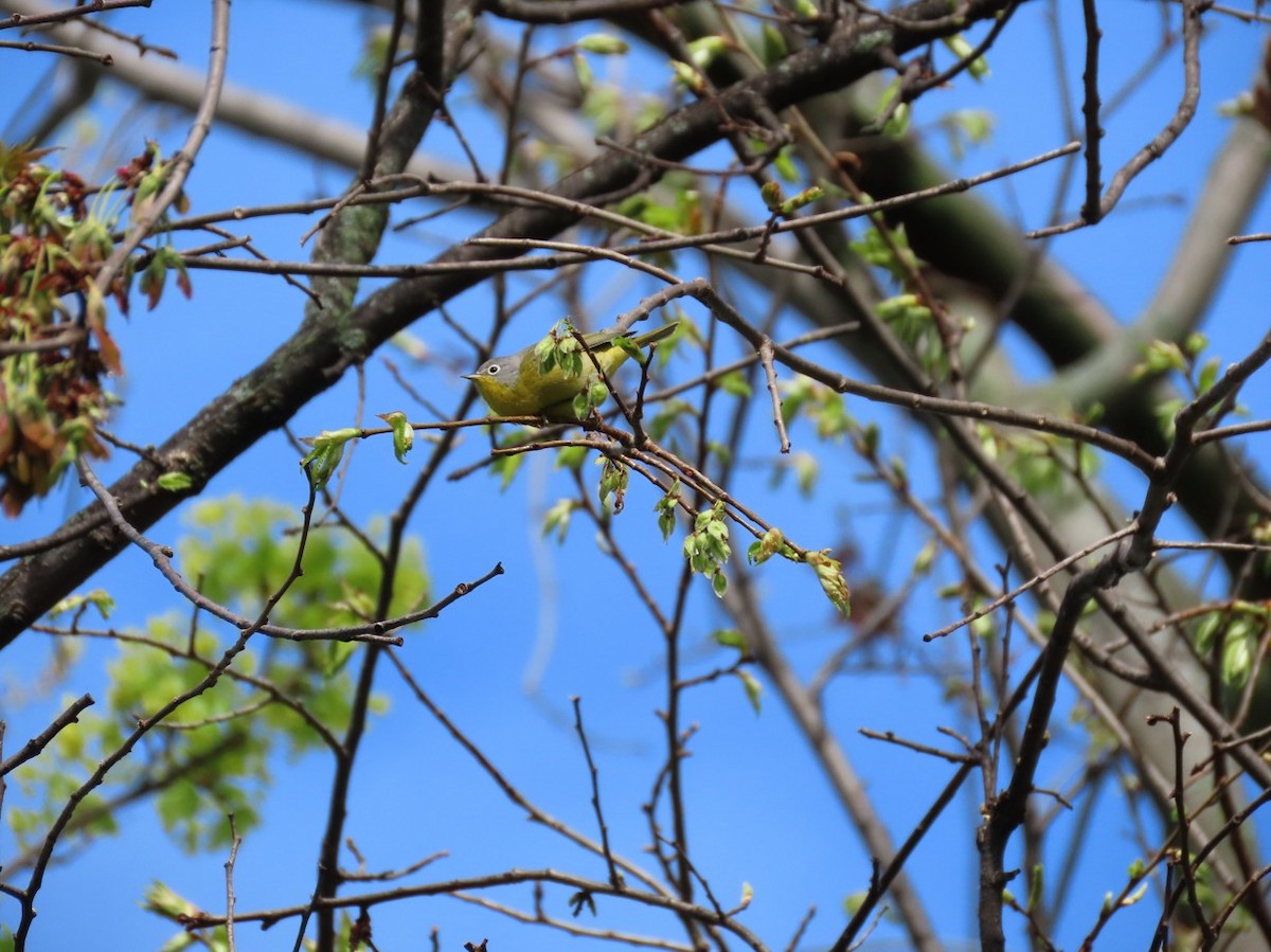 Nashville Warbler - ML635184210