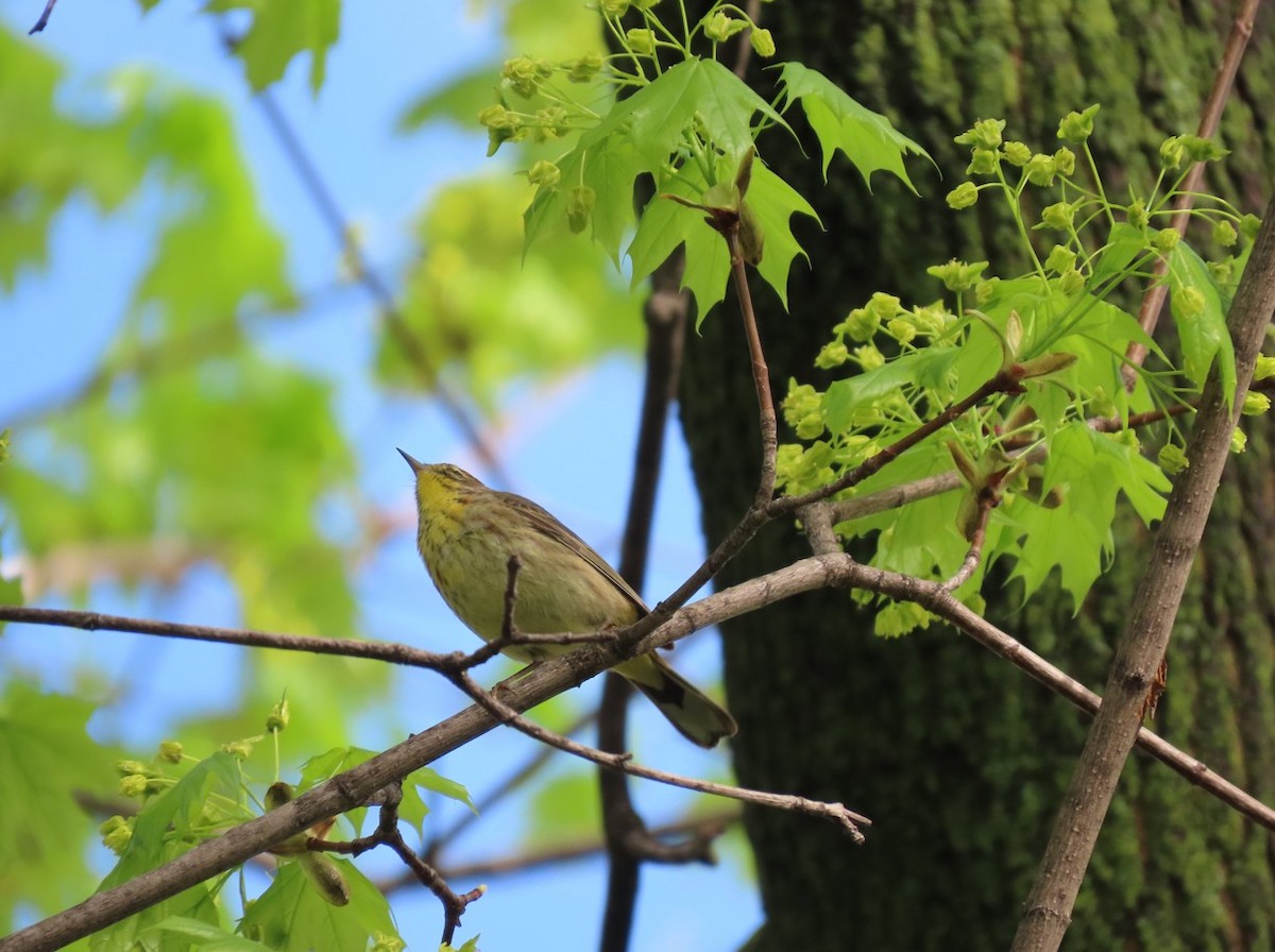Palm Warbler - ML635184272