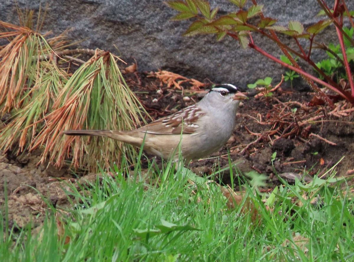 White-crowned Sparrow - ML635184288
