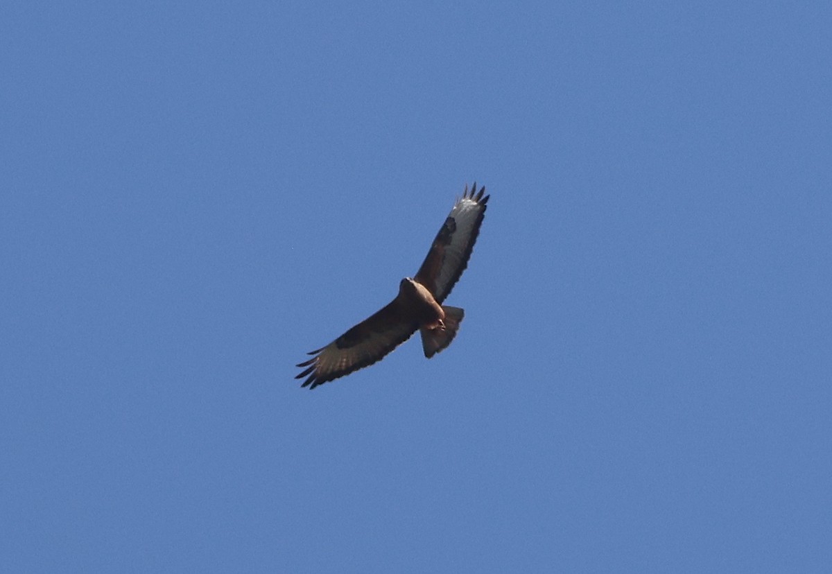 Poiana codabianca - ML635184437