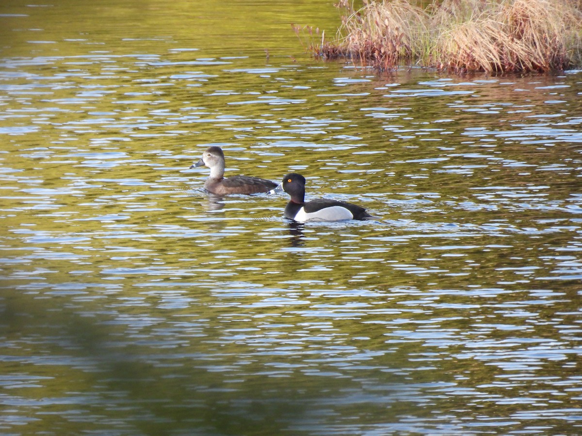 Ring-necked Duck - ML635184611