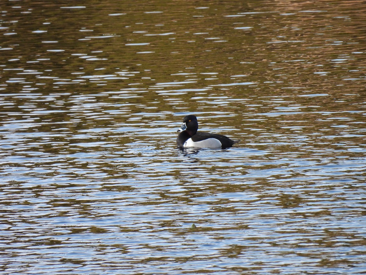 Ring-necked Duck - ML635184613