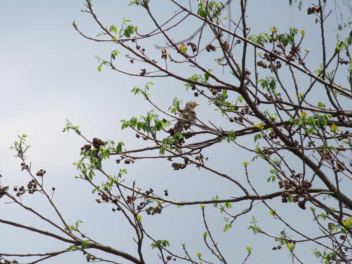 Spectacled Thrush - ML635184627