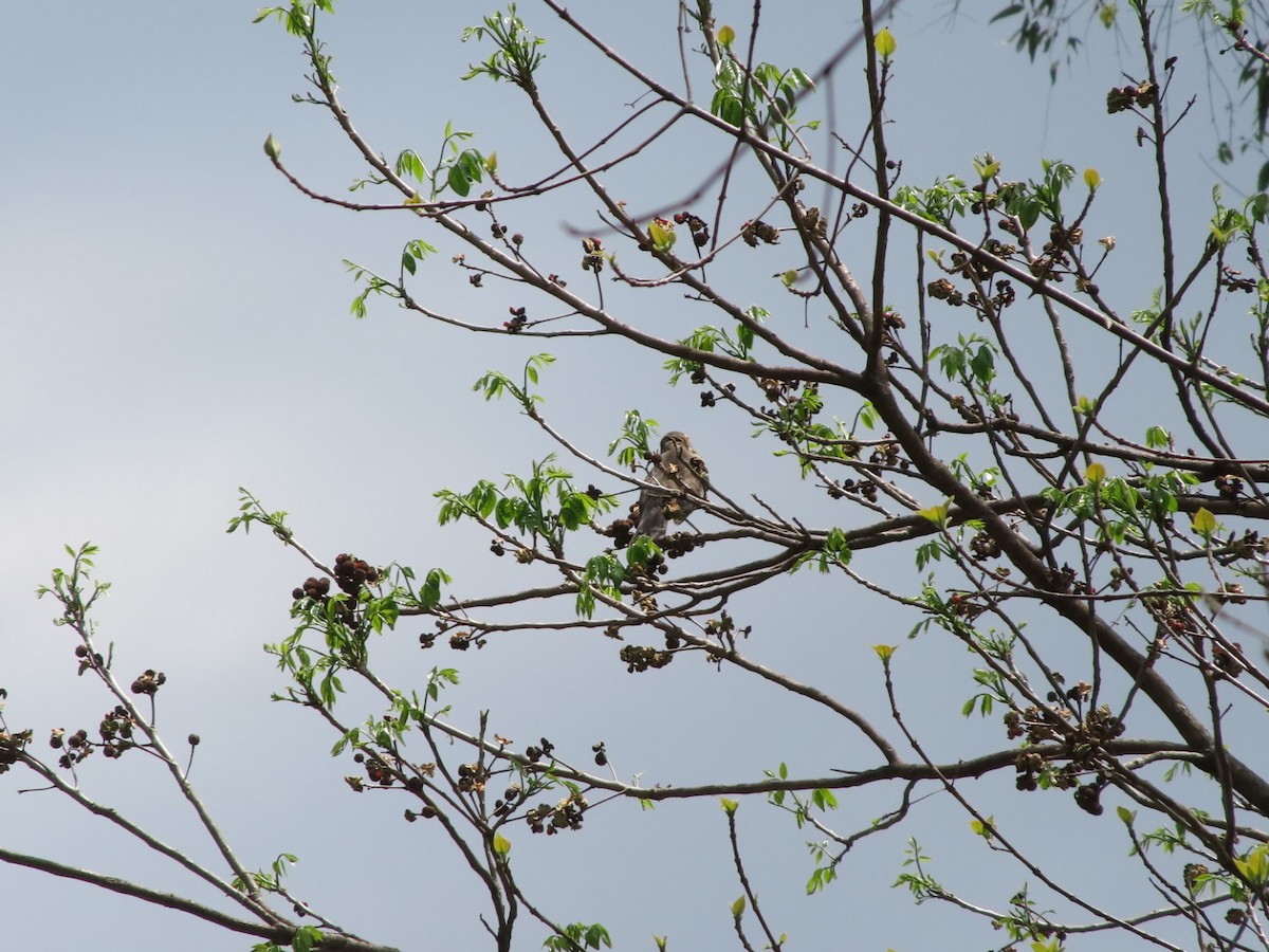 Spectacled Thrush - ML635184628