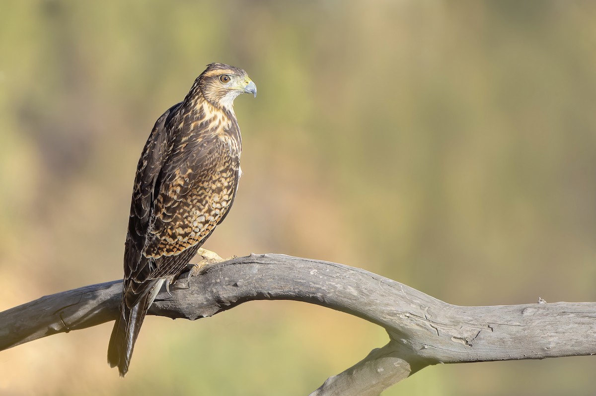 Harris's Hawk - ML635184695