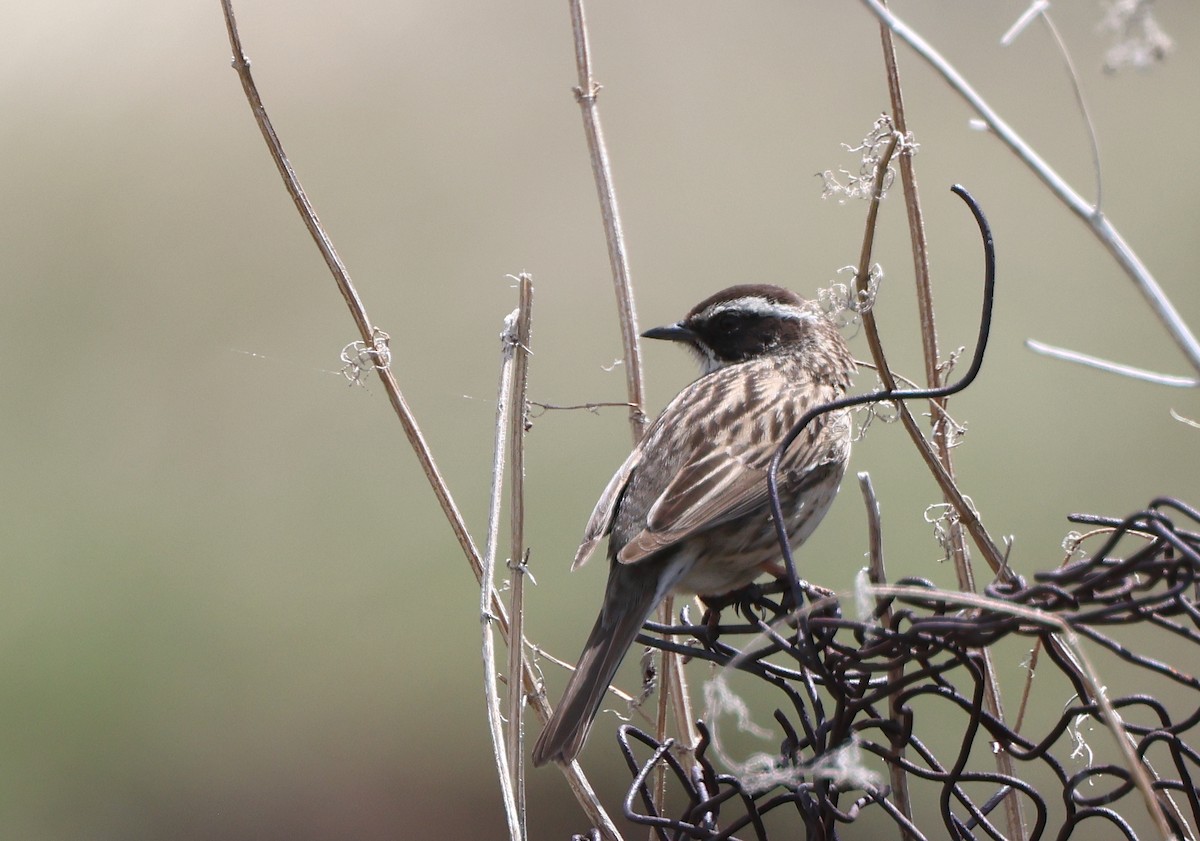 Radde's Accentor - ML635184807