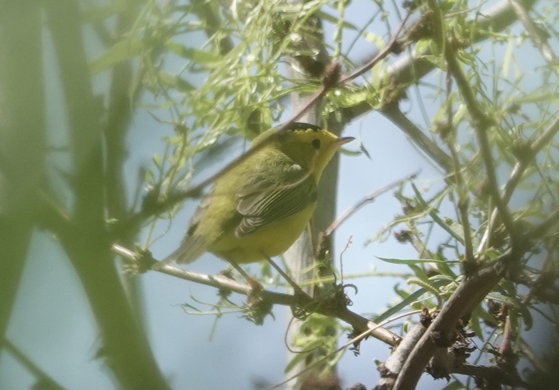 Wilson's Warbler - ML635184839