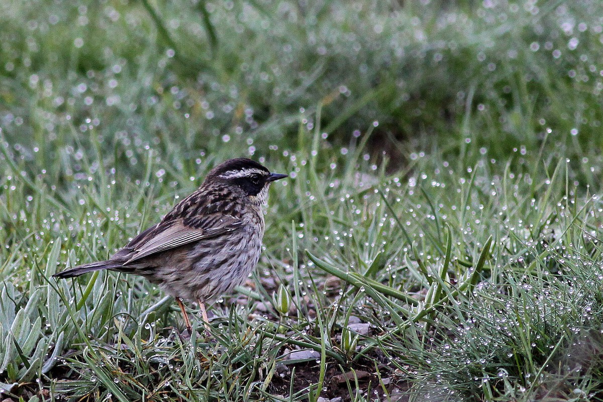 Radde's Accentor - ML635184858