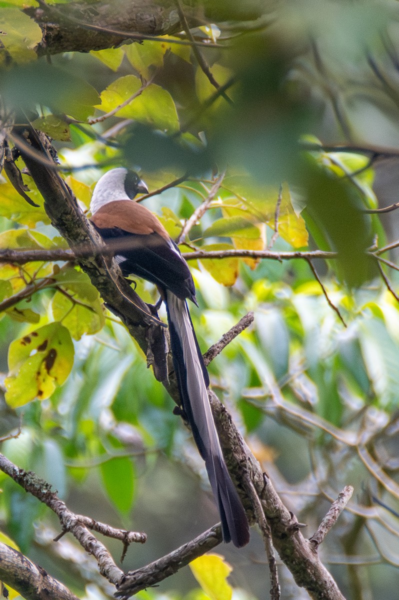 White-bellied Treepie - ML635184934