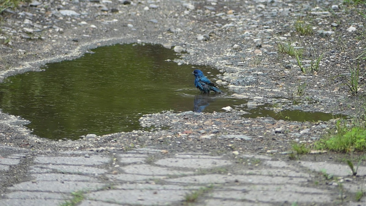 Indigo Bunting - ML635185029