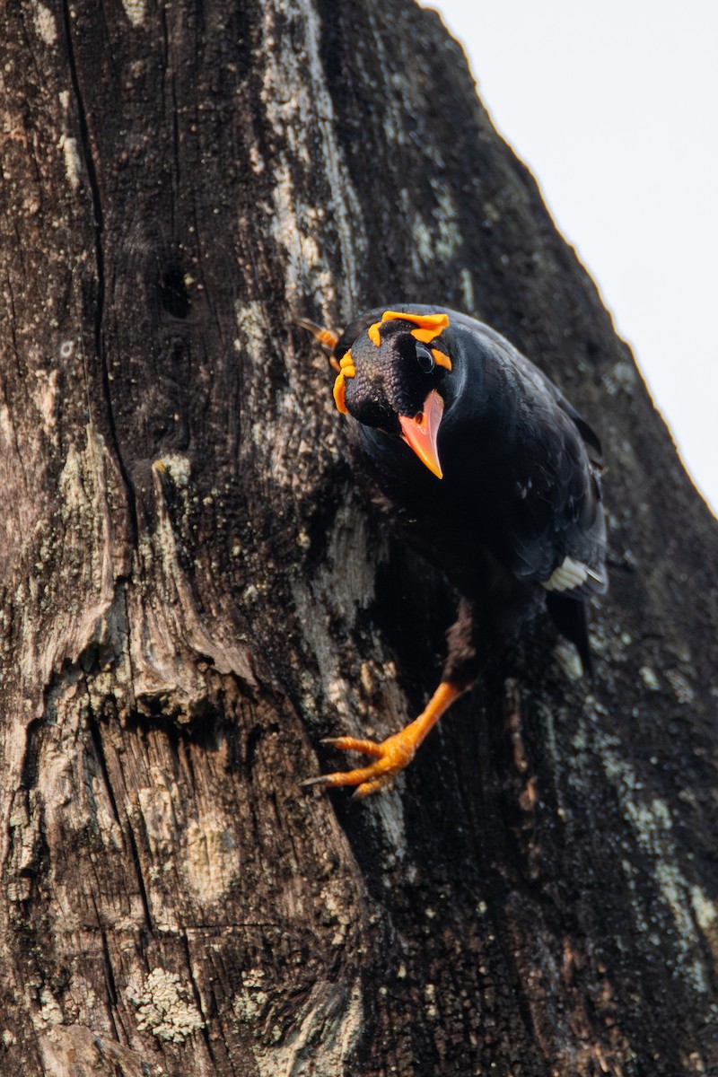 Southern Hill Myna - ML635185037