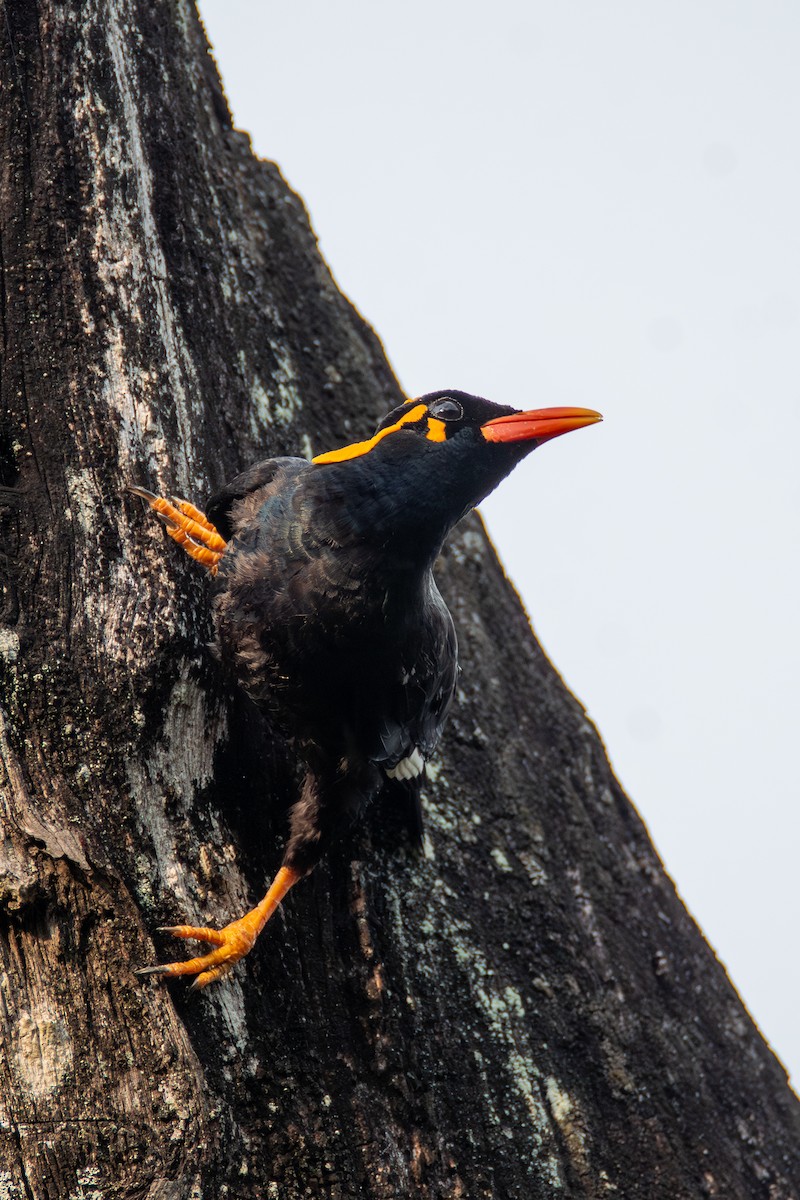 Southern Hill Myna - ML635185038