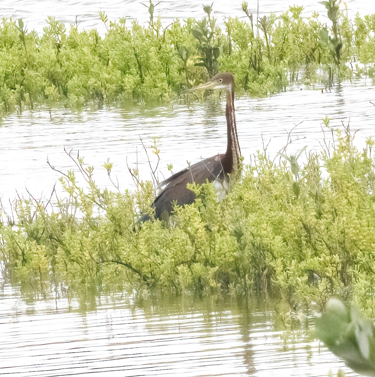 Tricolored Heron - ML635185059