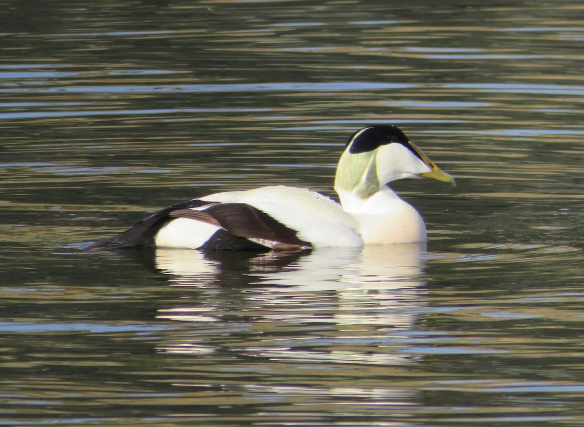 Common Eider - ML635185210