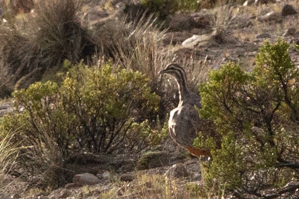 Puna Tinamou - ML635185232