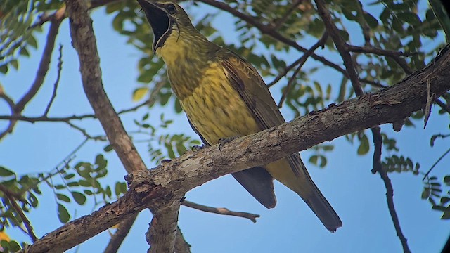 Araponga tricaronculé - ML635185236