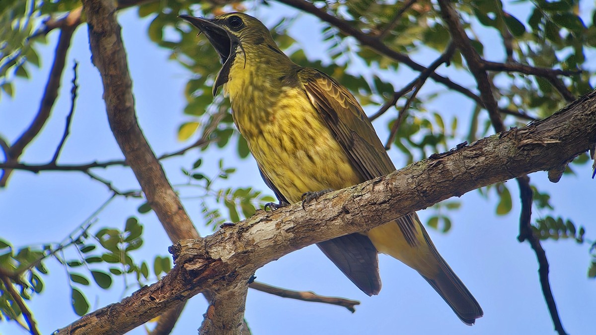 Araponga tricaronculé - ML635185241