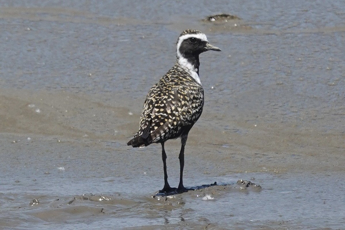 American Golden-Plover - ML635185384