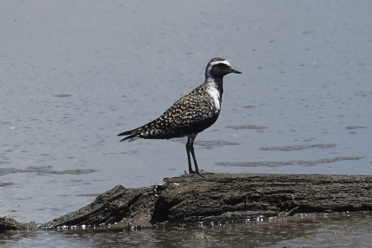 American Golden-Plover - ML635185385