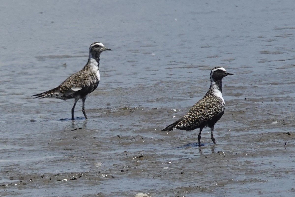 American Golden-Plover - ML635185386