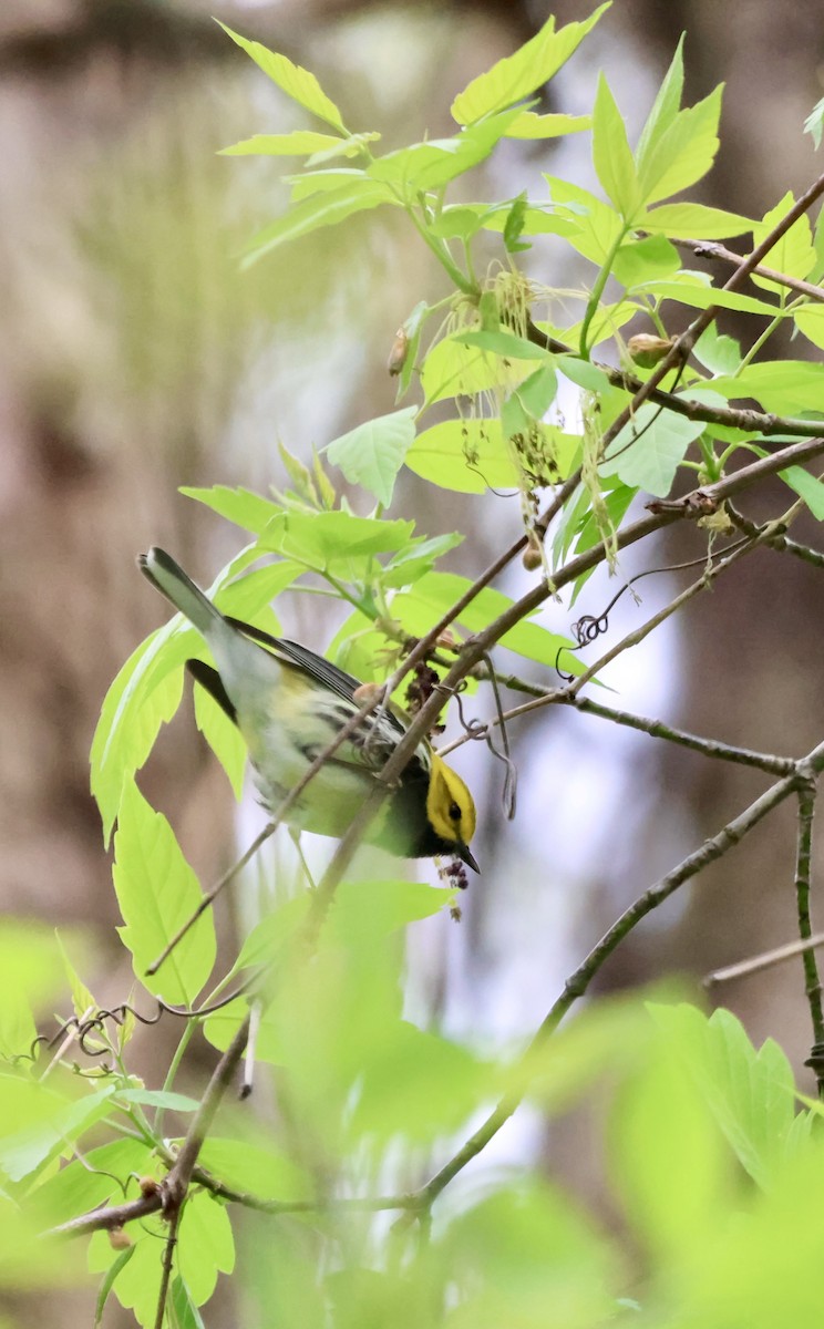 Black-throated Green Warbler - ML635185417