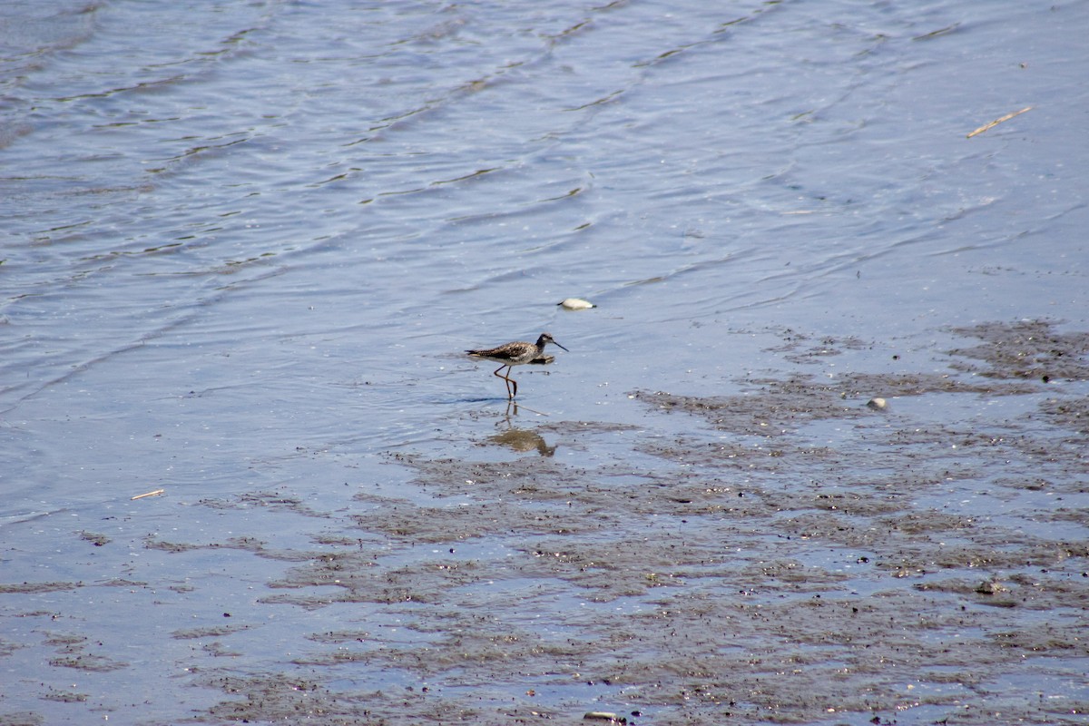 Greater Yellowlegs - ML635185442