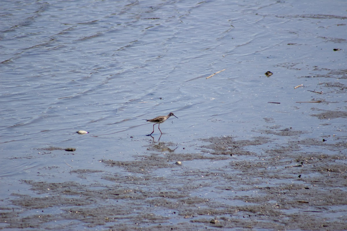 Greater Yellowlegs - ML635185443