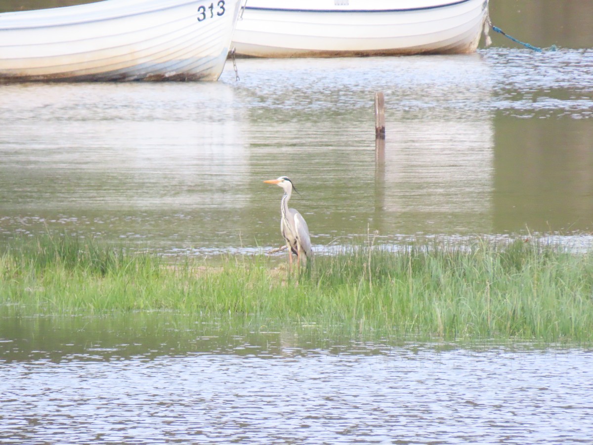アオサギ - ML635185470