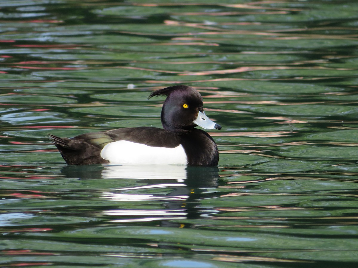 Tufted Duck - ML635185494