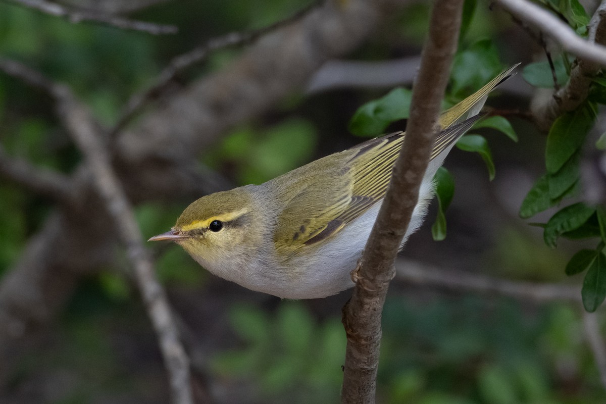 Wood Warbler - ML635185601