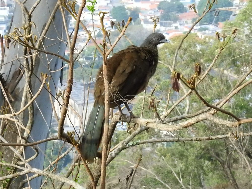Chachalaca Culirroja - ML635185644