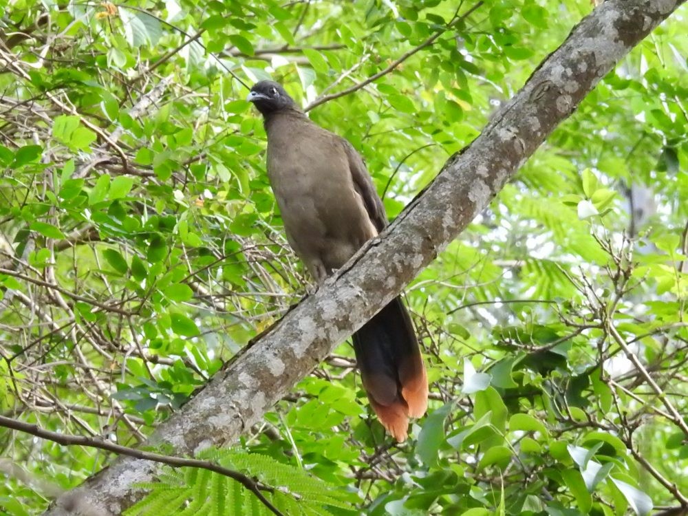 Chachalaca Culirroja - ML635185646