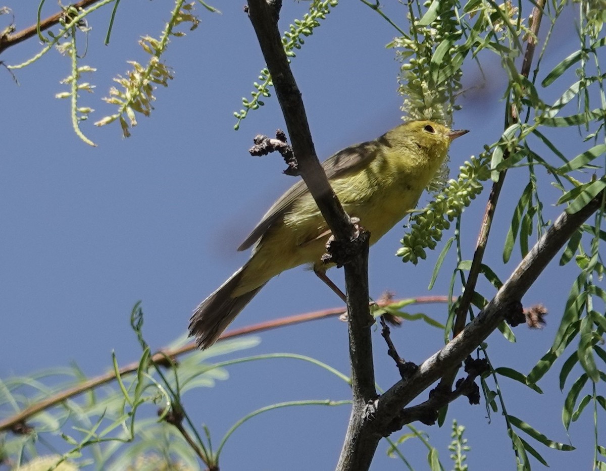 Wilson's Warbler - ML635185682