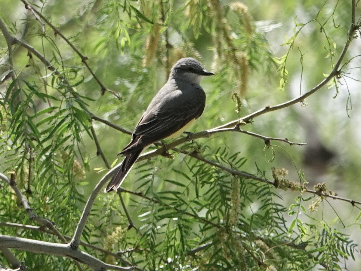 Western Kingbird - ML635185748