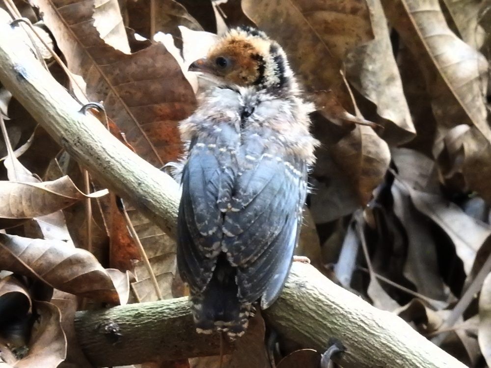 Chachalaca Culirroja - ML635185774