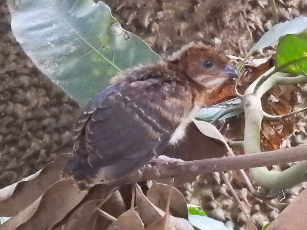 Chachalaca Culirroja - ML635185775