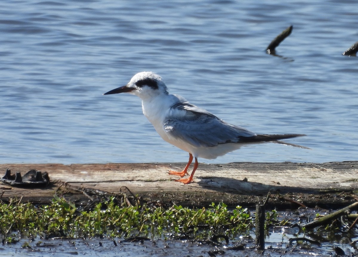 Forster's Tern - ML635185814
