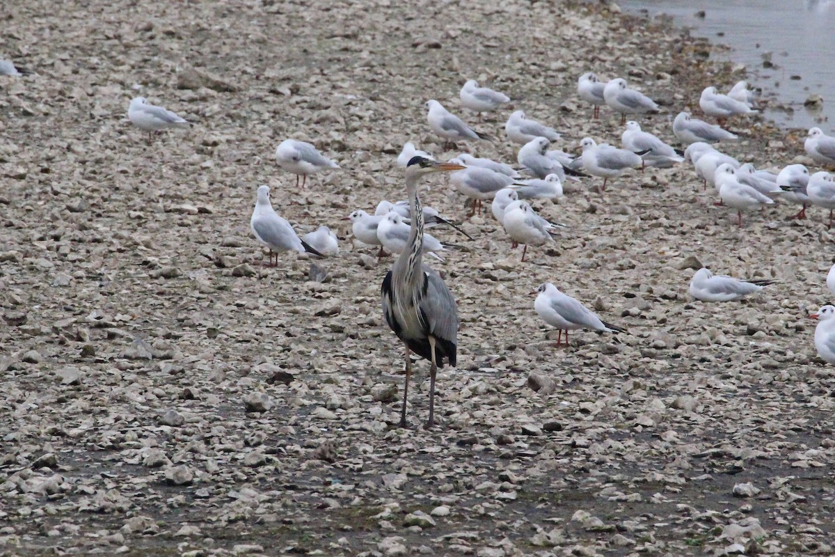 Gray Heron - ML635185865