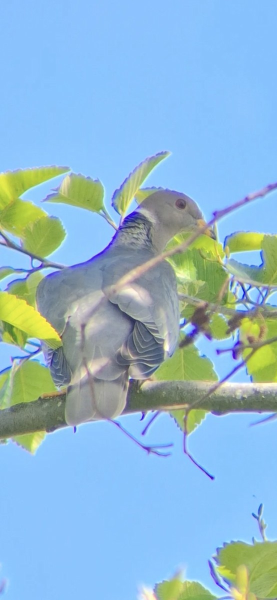 Band-tailed Pigeon - ML635185891