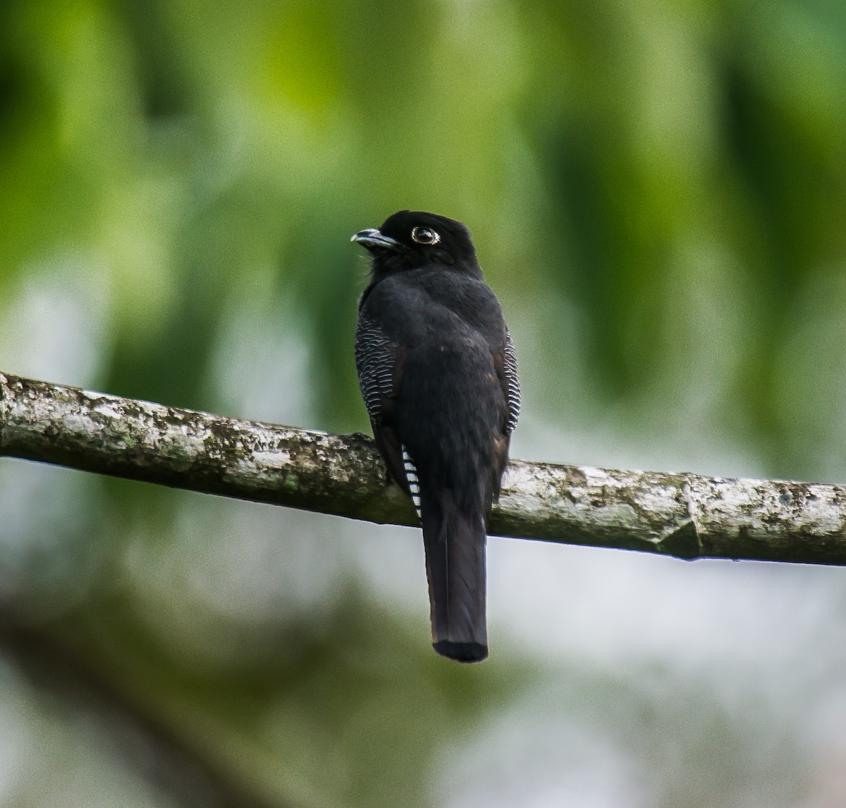 Gartered Trogon - ML635185897
