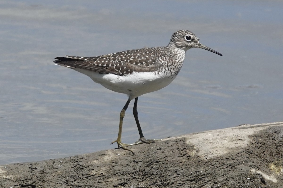 Solitary Sandpiper - ML635185936