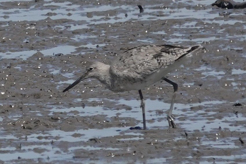 Willet - ML635185964