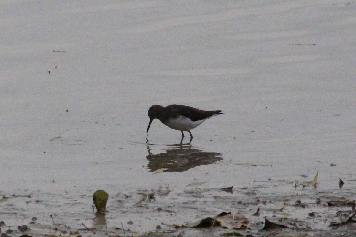 Green Sandpiper - ML635185969