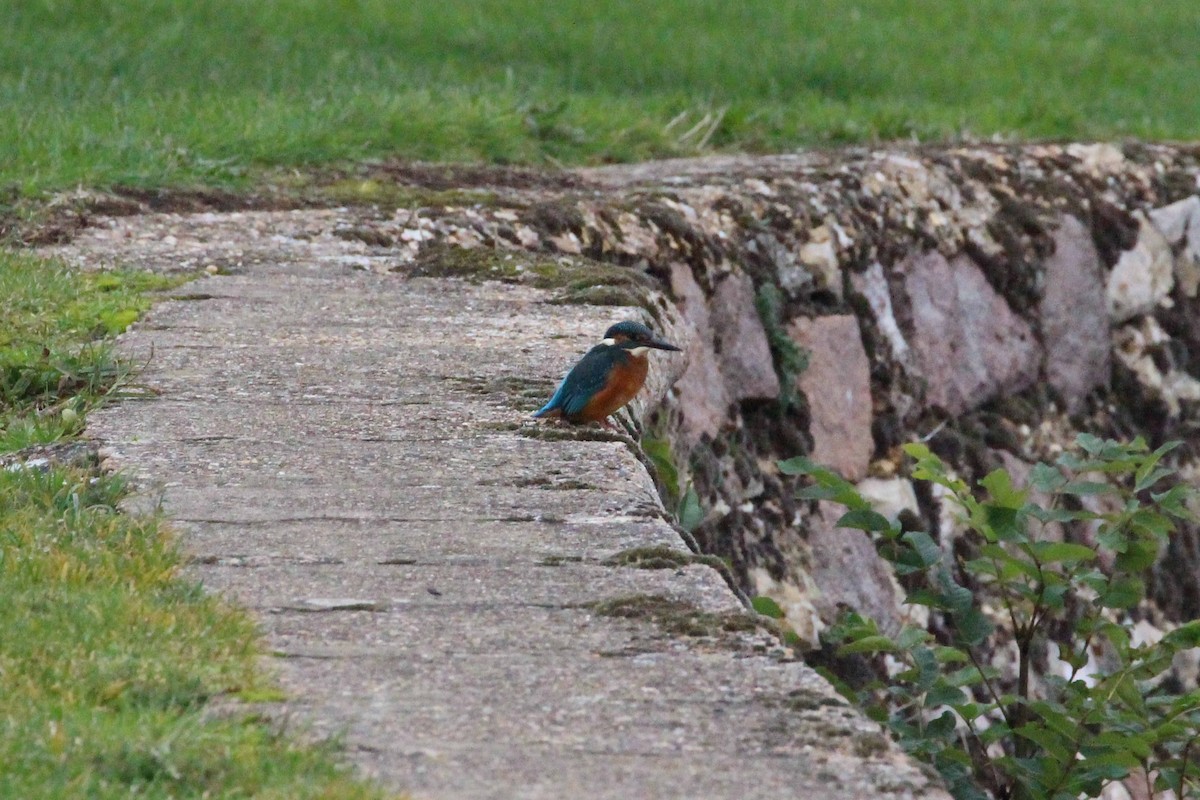 Common Kingfisher - ML635185993