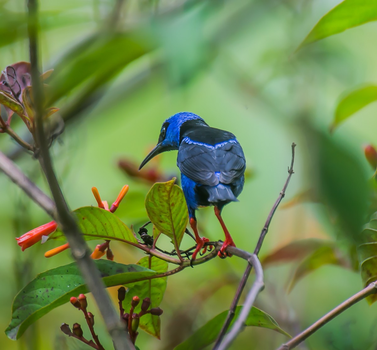 Red-legged Honeycreeper - ML635186053