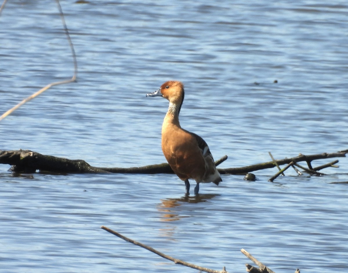 Fulvous Whistling-Duck - ML635186057